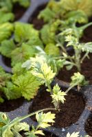 Artemisia vulgaris - Variegated Mugwort cuttings