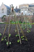 Young Runner Bean plants under a wigwam support - Forde Abbey, Somerset