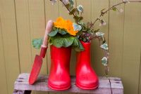 Polyanthus and Hedera - Ivy planted in childrens red wellies