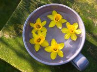 Miniature daffodils floating in cup