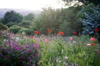 Wildflower meadow with Papaver rhoeas - The Garden House, Buckland Monachorum, Devon 