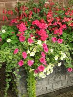 Summer flowers and foliage spilling out of an old lead trough - Petunias, zonal pelargoniums, Begonias, Fuchsias, Lysimachia and Plectranthus                                               