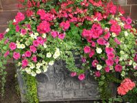 Summer flowers and foliage spilling out of an old lead trough - Petunias, zonal pelargoniums, Begonias, Fuchsias, Lysimachia and Plectranthus                               