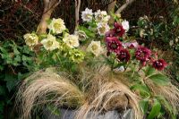 Helleborus x hybridus 'Double Queen' with the Winter skeletons of Mexican feather grass, Stipa tenuissima