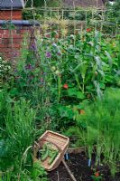 Small urban kitchen garden packed with flowers, herbs and vegetables including sweet peas, peas, sweet corn, nasturtiums, statice and fennel