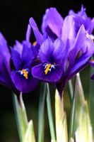 Dwarf Iris 'Pixie' in February