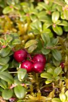 Vaccinium vitis-idaea - lingonberry or cowberry - Partrige berry in Newfoundland