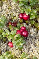 Vaccinium vitis-idaea lingonberry or cowberry Partrige berry in Newfoundland
