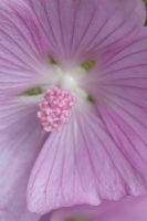 Sidalcea malviflora 'Elsie Heugh'