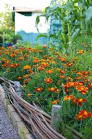 Tagetes with Rustic willow fence. Rothoffska colony built in 1903. The colony is now a museum allotment plot. Organic garden combines old heritage plants with new varieties - Sweden