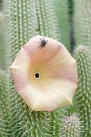 Hoodia gordonii with fly attracted to unpleasant smell