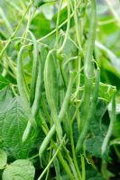 Phaseolus vulgaris - Dwarf French bean 'World Cup'