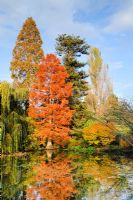 Taxodium distichum. Mature tree in autumn reflected in lake. University of Cambridge, Botanic Gardens.