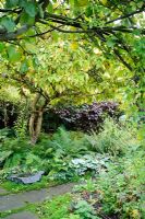 Shaded area under Medlar tree in autumn - Ferns, Brunnera, Cyclamen, Solerolia solerolii. Vitis vinifera 'Purpurea' on fence - Rhadegund House, New Square, Cambridge