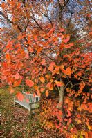 Garden seat under Cotinus 'Flame' in autumn