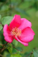 Rosa odorata Sanguinea Group, syn. Rosa chinensis 'Sanguinea'
