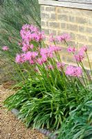 Nerine bowdenii growing next to south facing wall