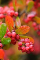 Berberis x carminea berries in autumn