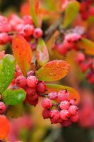 Berberis x carminea berries in autumn