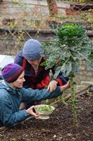 Picking Brussels Sprouts from raised bed at Christmas