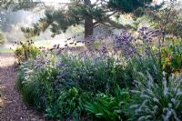 Pennisetum 'Hameln', Verbena bonariensis and Echinacea 'Leuchtstern' at Knoll Gardens in Autumn