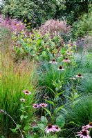 Phytolacca americana with Panicum 'Hanse Herms', Pannisetum 'Hameln', Miscanthus 'Ferner Osten' and Echinacea 'Leuchtstern' at Knoll Gardens in autumn