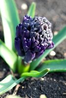 Hyacinthus 'Midnight Mystique', a new black hyacinth introduced from Holland, it became commercially available in 2006 - The National Collection of Hyacinthus, Cambridgeshire