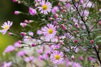 Aster laevis 'Calliope' flowering in September - Michaelmas daisy