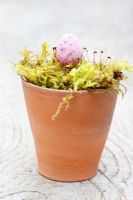 Chocolate Easter egg in moss lined terracotta pot 
