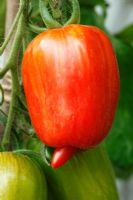 Solanum lycopersicum 'Opalka', also called 'Polish Torpedo' 