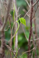 Phaseolus - French Bean stem climbing up peasticks 