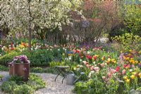 Tulipa, Lunaria annua, Brunnera macrophylla and Malus 'Red Sentinel' - Imig-Gerold Garden 
