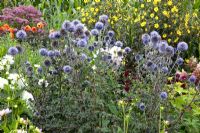 Echinops ritro 'Veitch's Blue' - Verheggen Garden