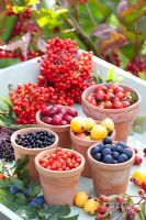 Display of edible fruits and berries in terracotta pots - Sambucus nigra, Rosa rugosa hips, Prunus spinosa, Sorbus aucuparia, Cornus mas and Malus 'Golden Hornet'