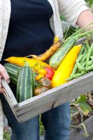 Woman holding freshly picked Tomatoes, Marrows, Courgettes and Beans in wooden crate - Marx Garden