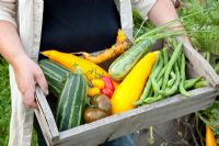 Woman holding freshly picked Tomatoes, Marrows, Courgettes and Beans in wooden crate - Marx Garden
