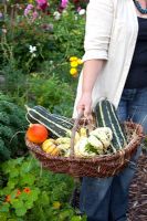 Woman holding basket of freshly picked Marrows, Pumpkins and Squashes - Marx Garden