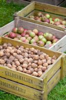 Crates of walnuts and apples - Huys en Hof