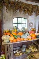 Freshly harvested Cucurbita pepo - Pumpkins displayed for sale - Huys en Hof