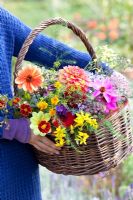 Woman holding basket of flowers - Aster, Dahlia, Asparagus, Tagetes and Anethum graveolens