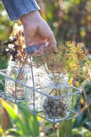 Woman holding wire basket of jam jars with collected seed heads - Lunaria annua, Dictamnus albus, Anethum graveolens and Nigella damascena
