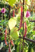 Phaseolus vulgaris - Borlotti beans