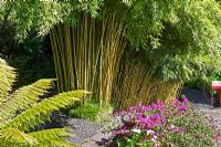 Arundinaria murielae - Muriel Bamboo -  The Oriental Garden, Monte Palace, Madeira, February