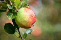 Malus domestica 'Bramley's Seedling' - Apple