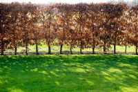 Fagus - Beech hedge and lawn
