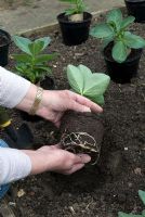 Transplanting pot-grown Broad Beans in to open bed, taking care to preserve root growth