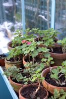 Over-wintering Pelargoniums - Geraniums in greenhouse, January