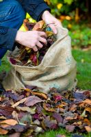 Collecting autumn leaves in leaf sack