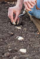 Planting Garlic 'Arno' - Planting bulbs just under the surface