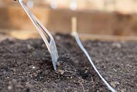 Sowing oriental salad mix directly into raised vegetable bed - Covering with soil using hoe
